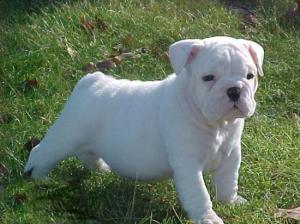 whitemilkishmaleandfemaleEnglishbulldogpupp